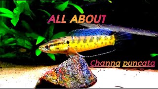 Channa punctata Spotted Snakehead [upl. by Gardol40]