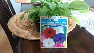 Starting Petunias from Seed [upl. by Fabien]