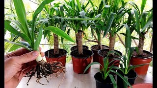 How to propagate Yucca plant from cutting [upl. by Brodsky]