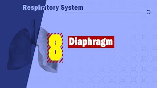 Diaphragm anatomy [upl. by Rosemary403]