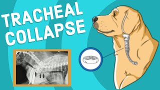 Tracheal Collapse in Dogs  Vet Explains [upl. by Casady43]