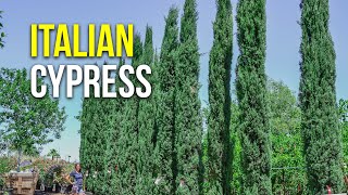 Italian Cypress [upl. by Oiramel]