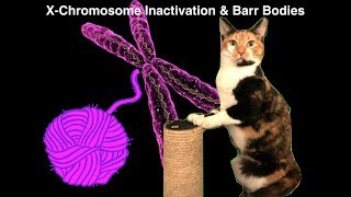 Genetics  Xchromosome Inactivation Barr Bodies and the Calico Cat [upl. by Kuth902]