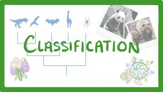 GCSE Biology  Classification 80 [upl. by Anni648]