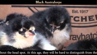 Black Australop Chicks [upl. by Baiel162]