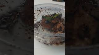 Ceratophrys cornuta WC unboxing [upl. by Marih]