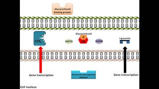 Glucocorticoids  AntiInflammation Mechanism of Action [upl. by Naro628]