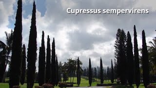 Cupressus sempervirens Growing Guide Italian cypress by GardenersHQ [upl. by Ydnir912]