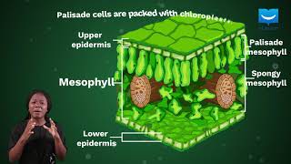 Adaptation of the leaf for photosynthesis  uLesson [upl. by Nyrek]