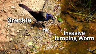 Invasive Jumping Worm vs Grackle [upl. by Iover438]