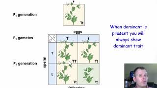 Gregor Mendel and Genetics [upl. by Thynne]