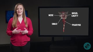 Anatomy Series  The Upper Respiratory Tract [upl. by Fira]