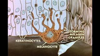 7 Pigment Transfer in Skin Cells [upl. by Ricki]