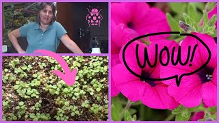 How to Plant Petunia Seedlings Planting Transplanting Time [upl. by Ynna]