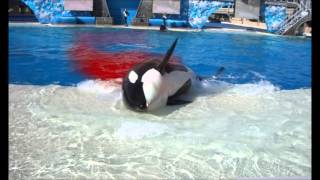 The Truth About Orca Captivity [upl. by Cheffetz]