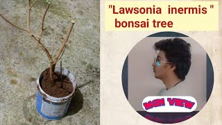 MakingquotLawsonia inermis quotbonsai tree 🪴 [upl. by Athal]