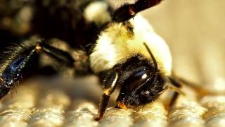 Bumble bees mating [upl. by Letta]