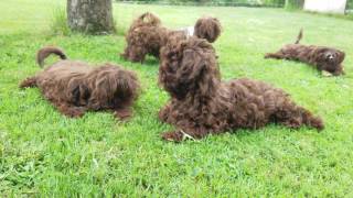 Bolonka Zwetna Welpen  Schoßhunde beim Chillen  awesome sweet puppies [upl. by Earb882]