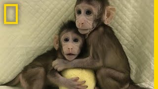 Meet the First Monkey Clones Of Their Kind  National Geographic [upl. by Einhpets]