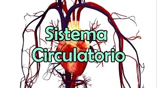 El Sistema Circulatorio [upl. by Meerak]