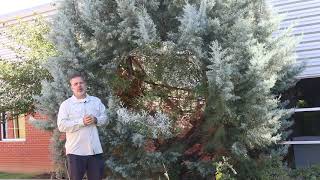 Arizona cypress Hesperocyparis arizonica  Plant Identification [upl. by Intisar]