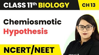 Class 11 Chapter 13  Chemiosmotic Hypothesis  Photosynthesis in Higher Plants  Class 11 Biology [upl. by Jay]