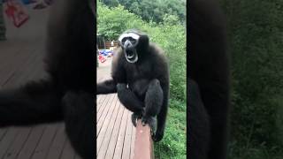 Interesting Sounds That a Gibbon Makes [upl. by Clemence]