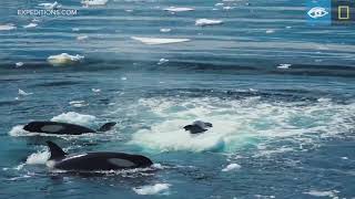 Wave Hunting Orcas Prey on Seal  Antarctica  Lindblad ExpeditionsNational Geographic [upl. by Atirahs317]