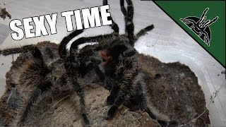 First tarantula mating [upl. by Drona]