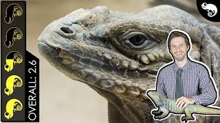 Rhinoceros Iguana The Best Pet Lizard [upl. by Jenelle496]