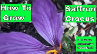 Crocus Sativus  How To Grow [upl. by Evol]