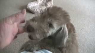 Welcoming Bedlington terrier puppy [upl. by Yelreveb203]