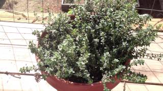 Advantages to Growing Thyme Herb in Pots [upl. by Alidia]