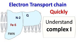 NADH dehydrogenase complex 1 of ETC [upl. by Narok]