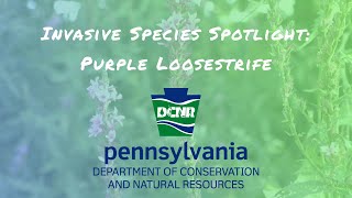 Invasive Species Spotlight Purple Loosestrife [upl. by Friedrick]