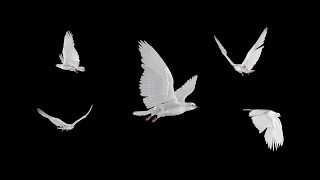 White Doves  Flying Flock  Five Birds  Transparent Transition [upl. by Cassandry]