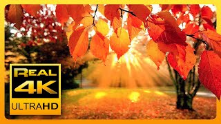 4K Autumn Forest amp Relaxing Piano Music  Beautiful Fall Leaf Colors in 4K UHD  2 Hours [upl. by Leissam78]