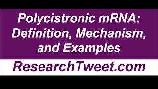 Polycistronic mRNA Definition Mechanism and Examples [upl. by Nylirak]