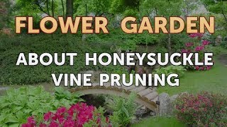 About Honeysuckle Vine Pruning [upl. by Goodill70]