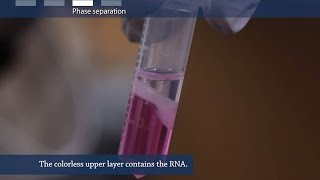 How to isolate RNA from tissue or cells [upl. by Adriel]