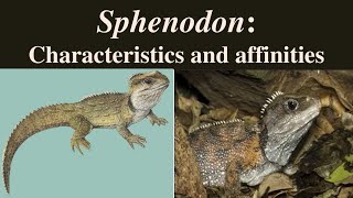 Sphenodon  Sphenodon punctatus  Tuatara  Rhynchocephalia [upl. by Enimrej]