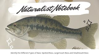 Naturalist Notebook  Identifying Bass Spotted Largemouth amp Smallmouth [upl. by Apeed]