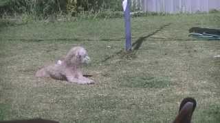 Bedlington terrier playing and barking [upl. by Leticia133]