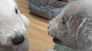 Bedlington Terrier Disagreement [upl. by Berlinda222]