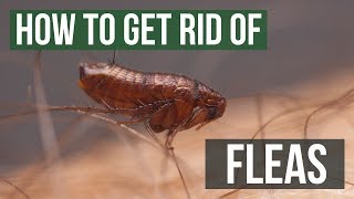 How to Get Rid of Fleas Guaranteed 4 Easy Steps [upl. by Nnaeus]