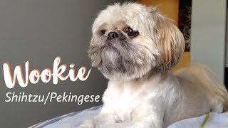 Wookie the shih tzu pekingese mix [upl. by Guntar420]