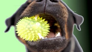 Squeaky Toy Sounds Dogs Love amp React To [upl. by Anerbes]