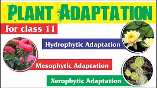 Plant Adaptation  Hydrophytic Mesophytic and Xerophytic Adaptation [upl. by Eedyak]