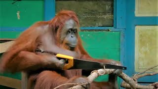 Incredible Orangutan Moments Part 1  Top 5s  BBC Earth [upl. by Enelear]