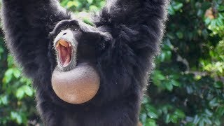 Siamang Gibbons 02  howling and performance [upl. by Alyad400]